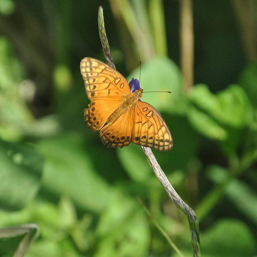 Costa Rican butterfly by India Ashfield on YouPic