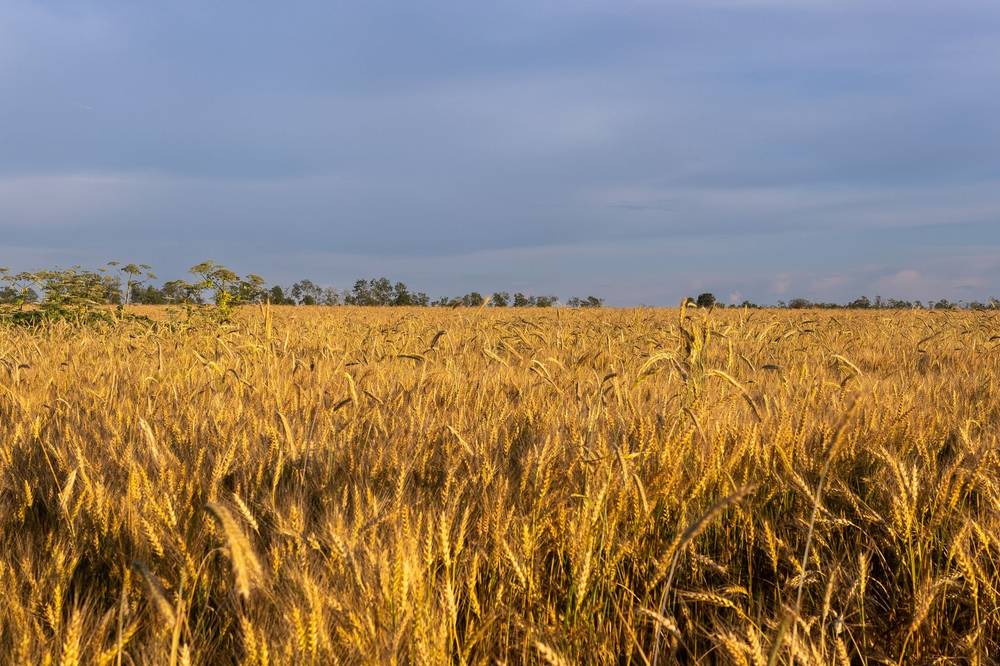 Endless fields by Evgenii Ermakov on YouPic