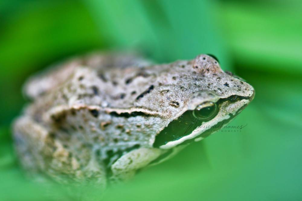 Photo in Macro #nature #waiting #wwf #amphibian #wildlife #wildlifephotography #naturephotography #frog #grass #summer #naturephotographer #wildlifephotographer #summer #summertime #dof #macrophotography #macro #zoology #animal #animalphotography