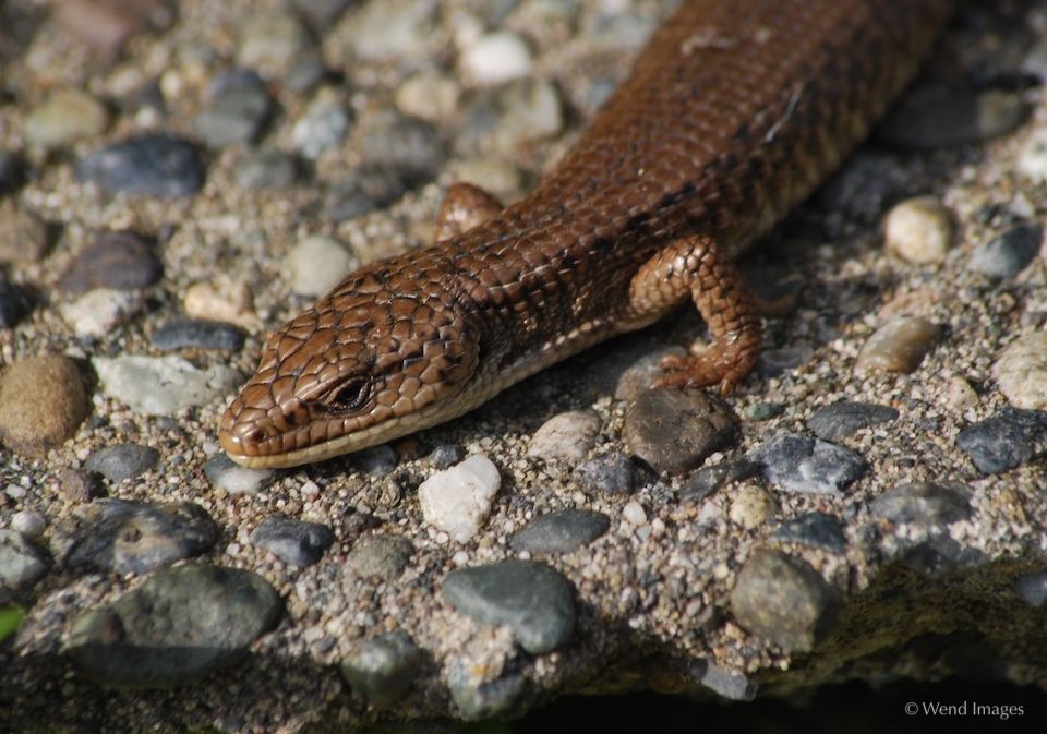 Alligator Lizard Portrait by Daniel Wend on YouPic