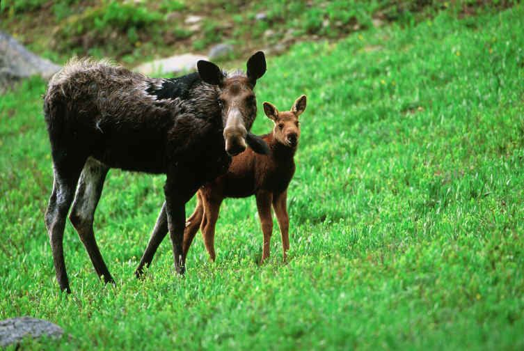 Moose family portrait by Jim Robertson on YouPic