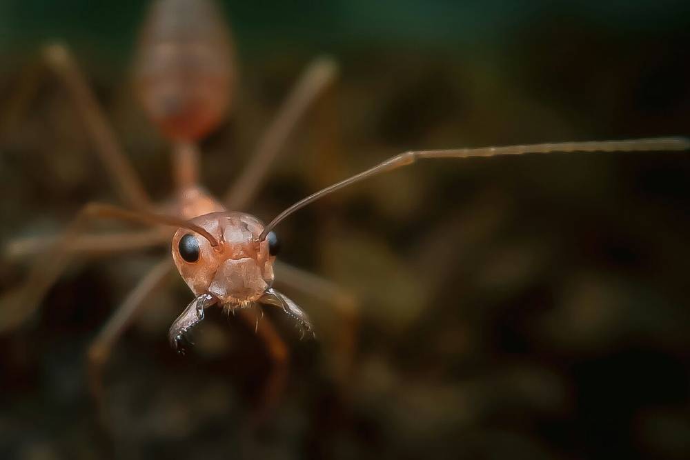 Ant Head by Bibek yadav on YouPic