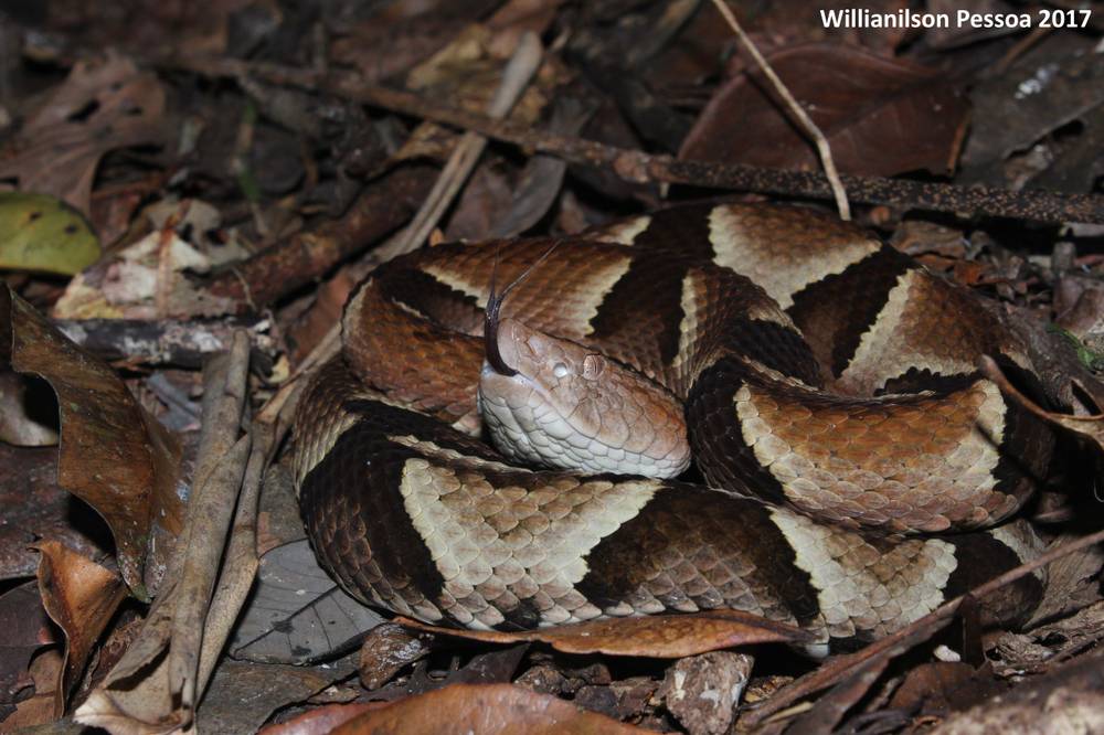 Photo in Animal #jararaca #bothrops #murici #snake #cobra #herpetology #biology #expedition #fieldwork #wild #wildlife