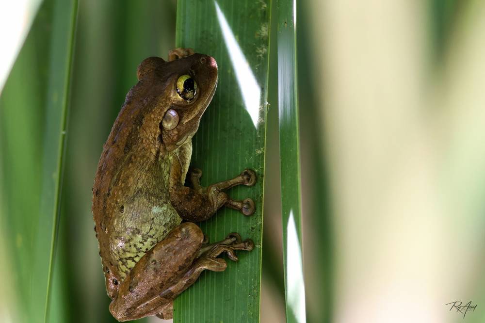 Photo in Nature #amphibian #frog #outdoors #nature #naturetrail #photography #canoncamera