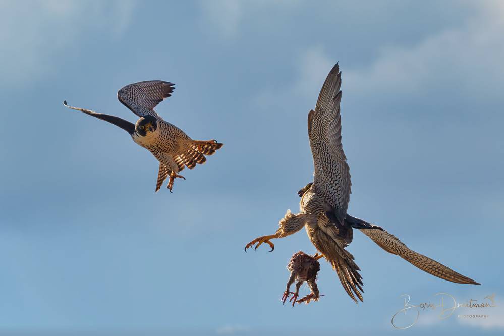 Photo in Animal #BIF #aeria #animal #animal #animal #bird #bird #bird #bird #nature #nature #peregrine #wildlife