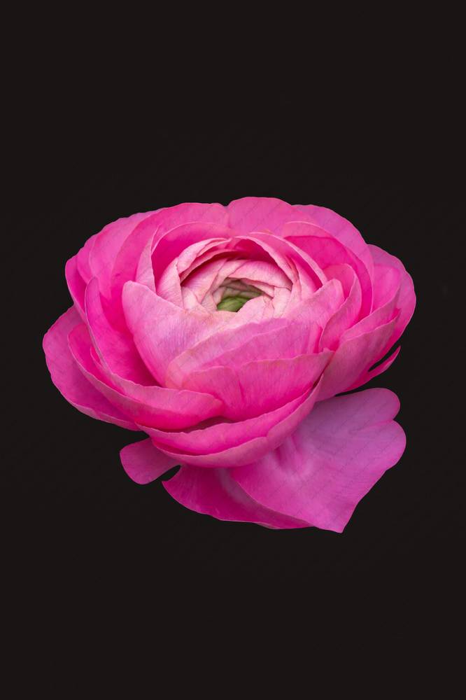 Photo in Macro #Persian buttercup #aroma #background #beautiful #beauty #bed #biology center #bloom #blur background #botanical #botany #bright bright #close-up #closeup #colorful #cultivated #daisy #daytime #decorations #details