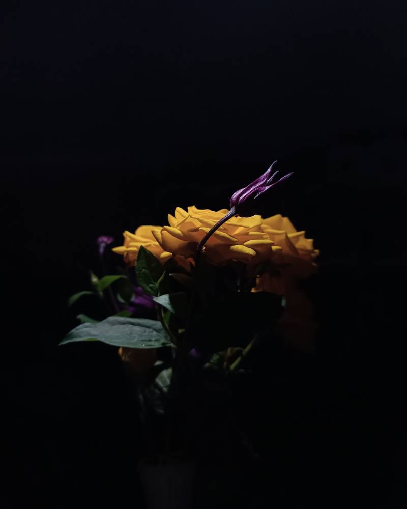 Photo in Random #flowers #flower