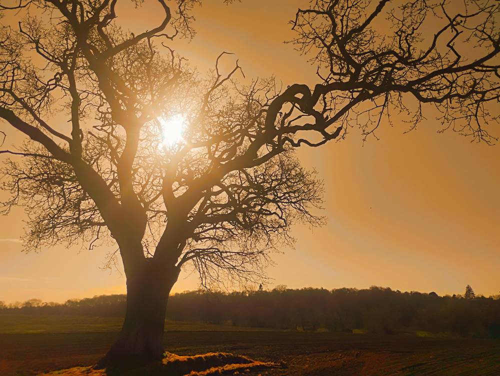 Diamond Oak by artist remraf on YouPic