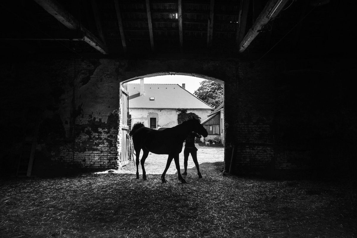 The life at the horse farm by Zdenko Somorovsky on YouPic