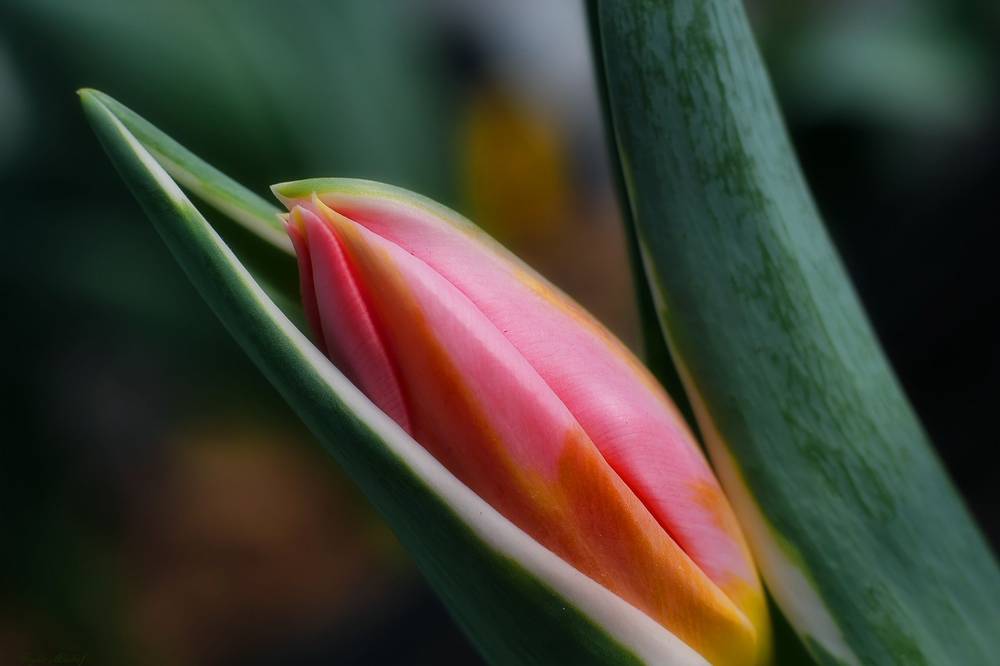 Birth of spring by Hayder Alsahaf on YouPic