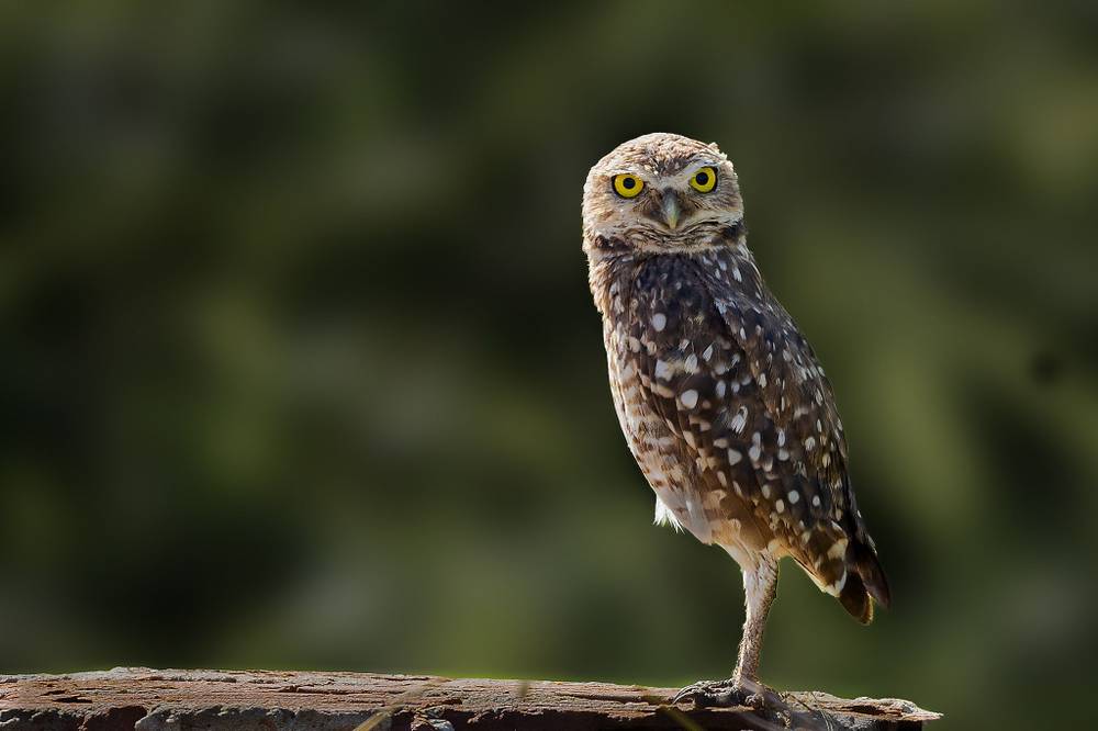 Photo in Animal #nature #bird #owl