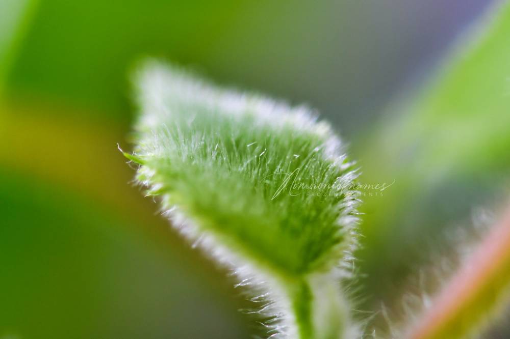 Golden Kiwifruit Leaf (Actinidia Chinensis) by Nomorenicknames on YouPic