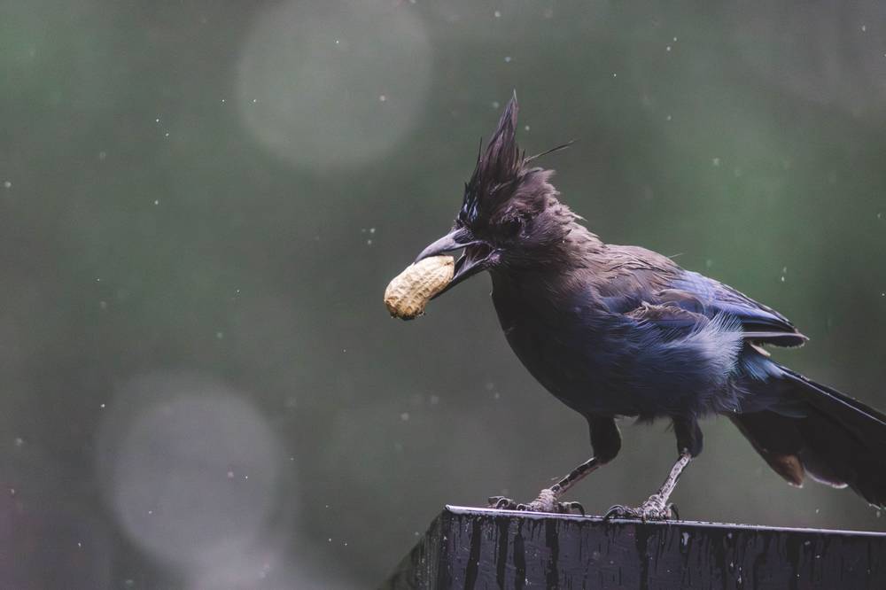 Photo in Nature #stellersjay, #rain, #wet, #peanut, #bird, #wildlife, #nature, #lunchtime, #shelter, #feathers, #beak, #determined, #hunter, #rainyday, #birdphotography, #naturephotography, #bluejay, #persistence, #reward, #wetweather, #birdwatching, #beautifulbird, #wildlifephotography, #naturelover, #rainyseason, #persistence, #survival, #adaptablebird, #birdlife, #caughtintheact