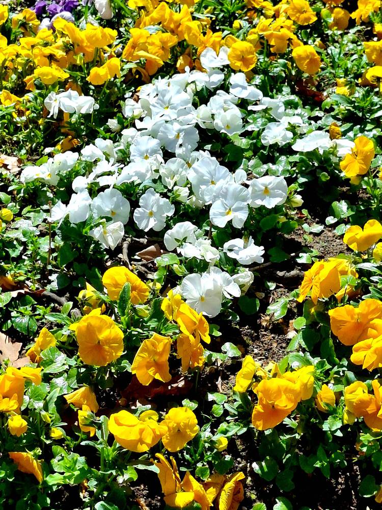 Spring by Domina Petric on YouPic