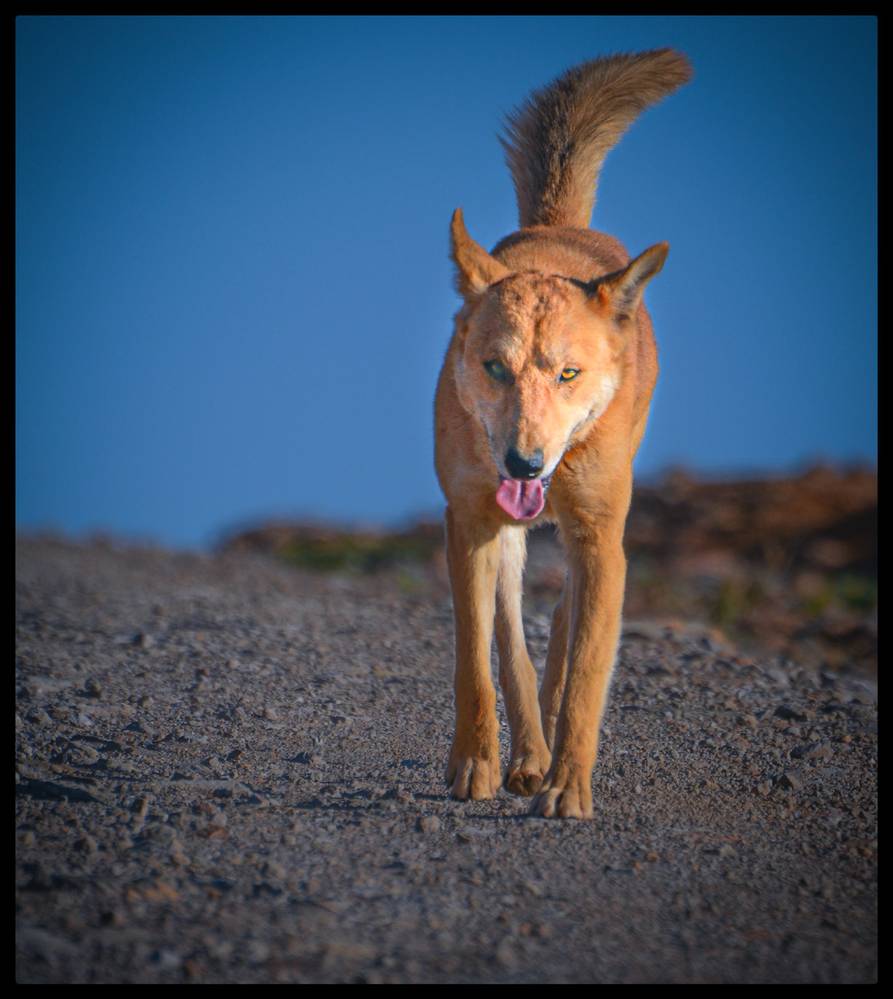 Photo in Animal #dog #puppy #pet #animal #dogphotographe #dogwalking #doglover #dogs