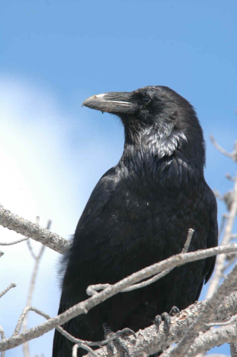 Raven facing left by Jim Robertson on YouPic