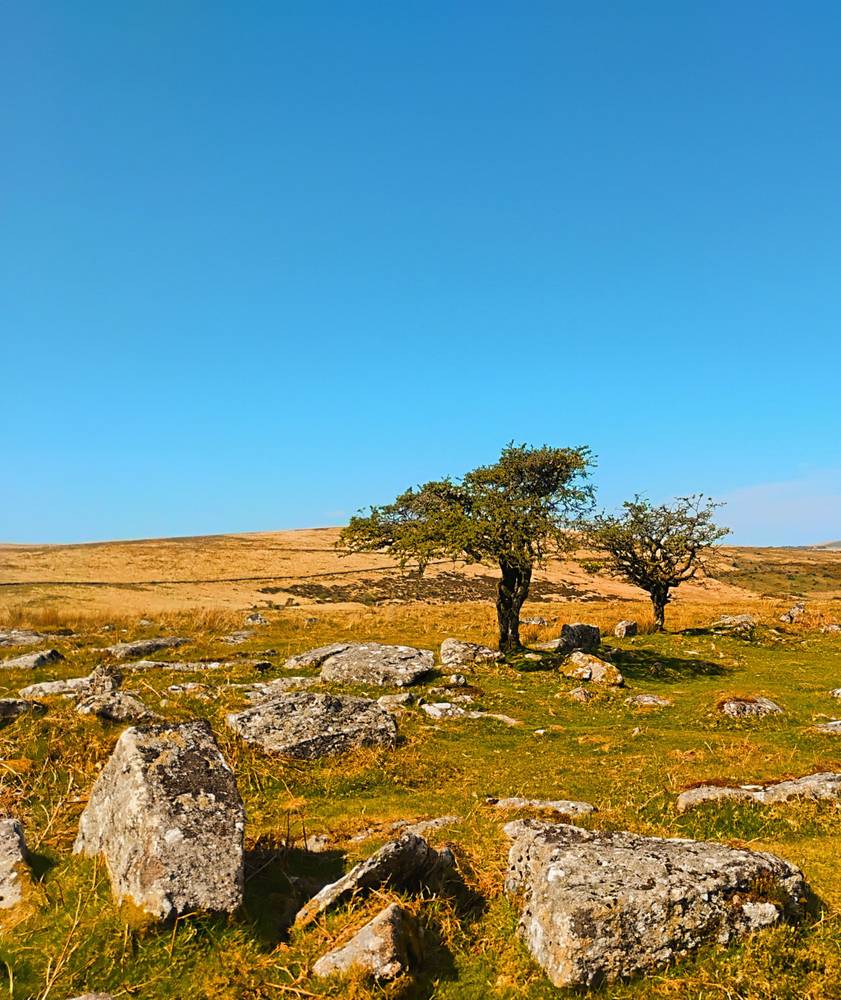 Windy Tree by artist remraf on YouPic