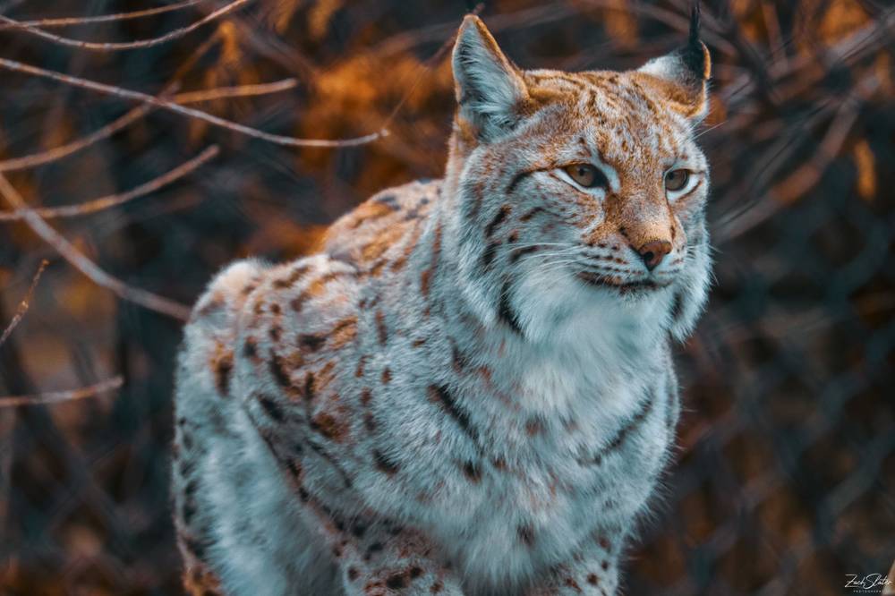 Photo in Animal #animal #cat #lynx #fierce #zoo #chicago #predator