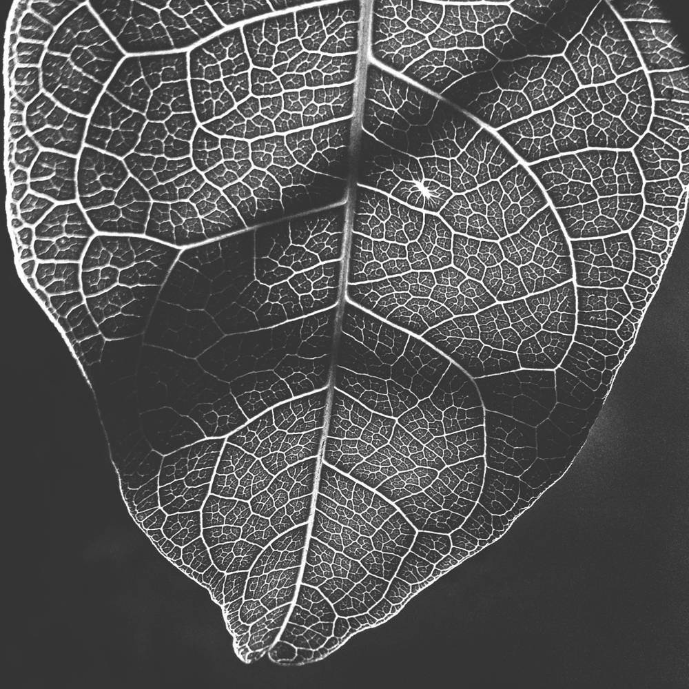 Vascular Veins and Dark Shadows by Transmutation of Scars on YouPic