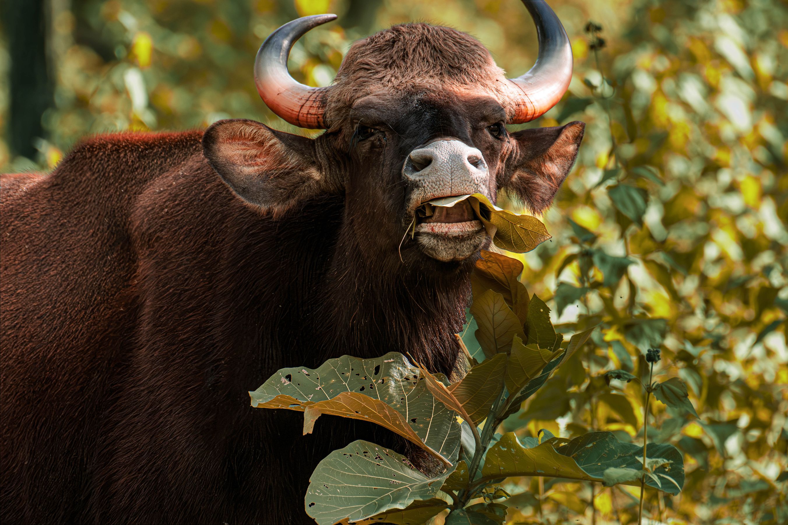 “Lunch with the Giant” by Wild Tales Images on YouPic