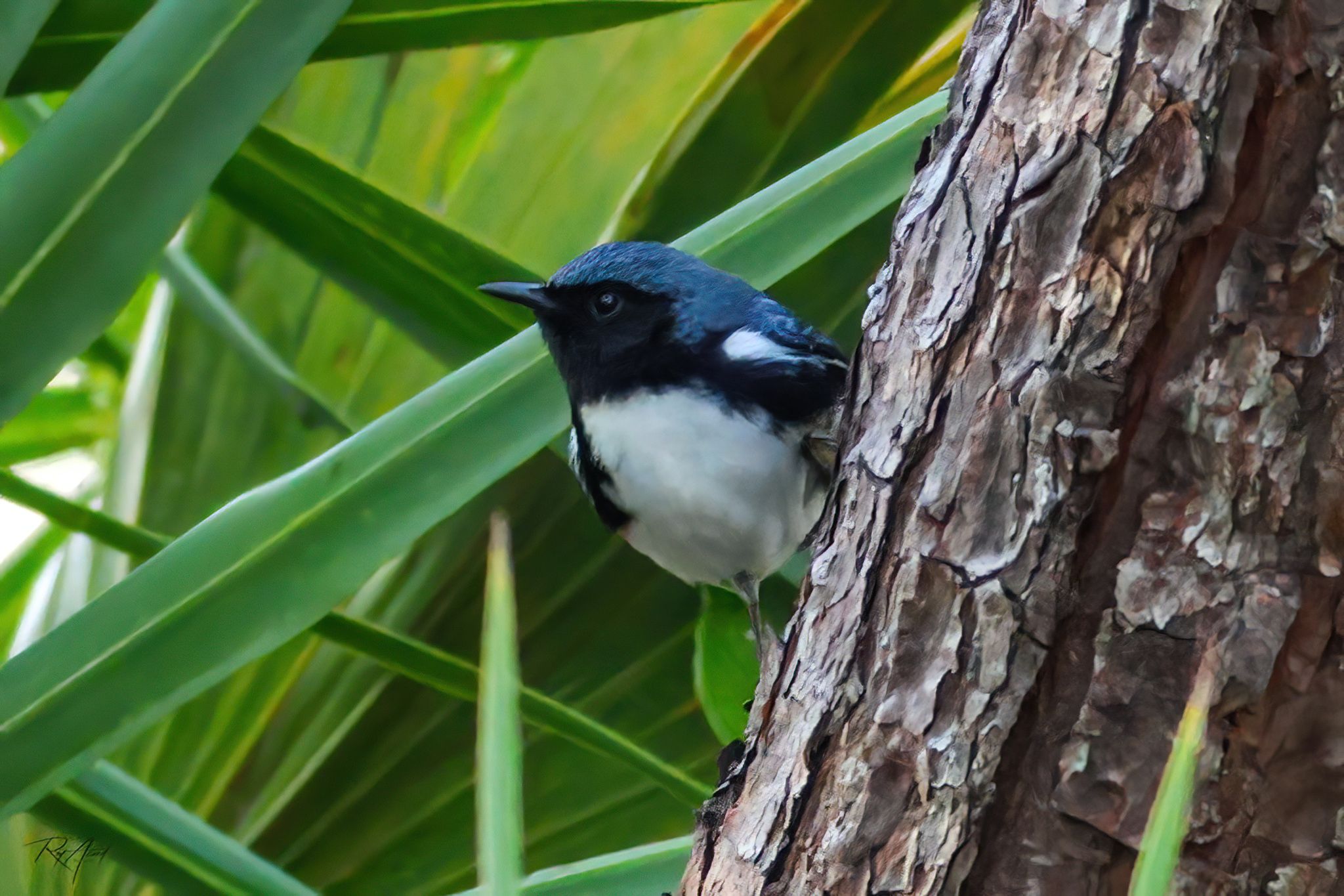 Male Black-throated Blue Warbler by Roy Acord on YouPic