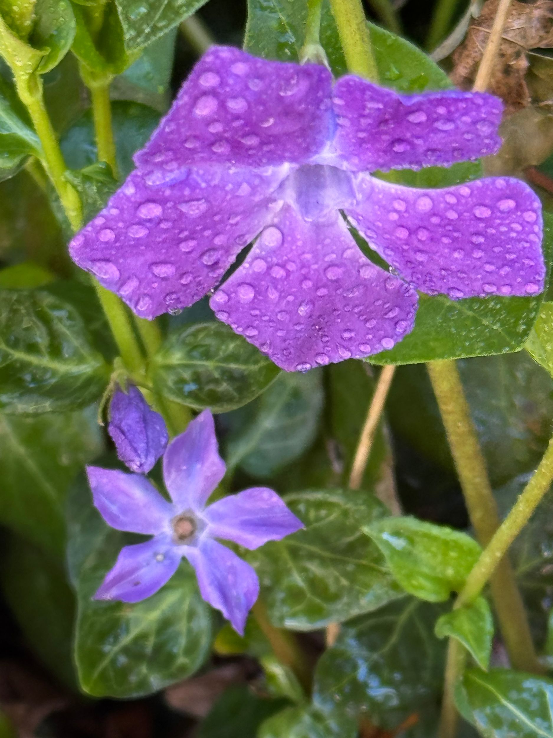 Dew on Vinca by paul.g.white on YouPic