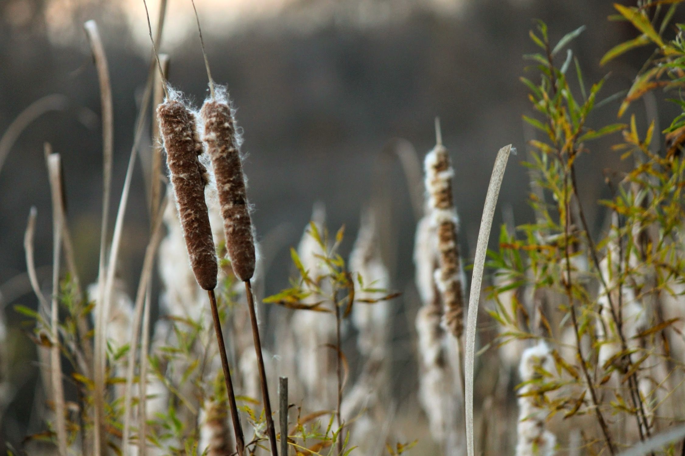 Fall Cattails by Stephanie Jo on YouPic