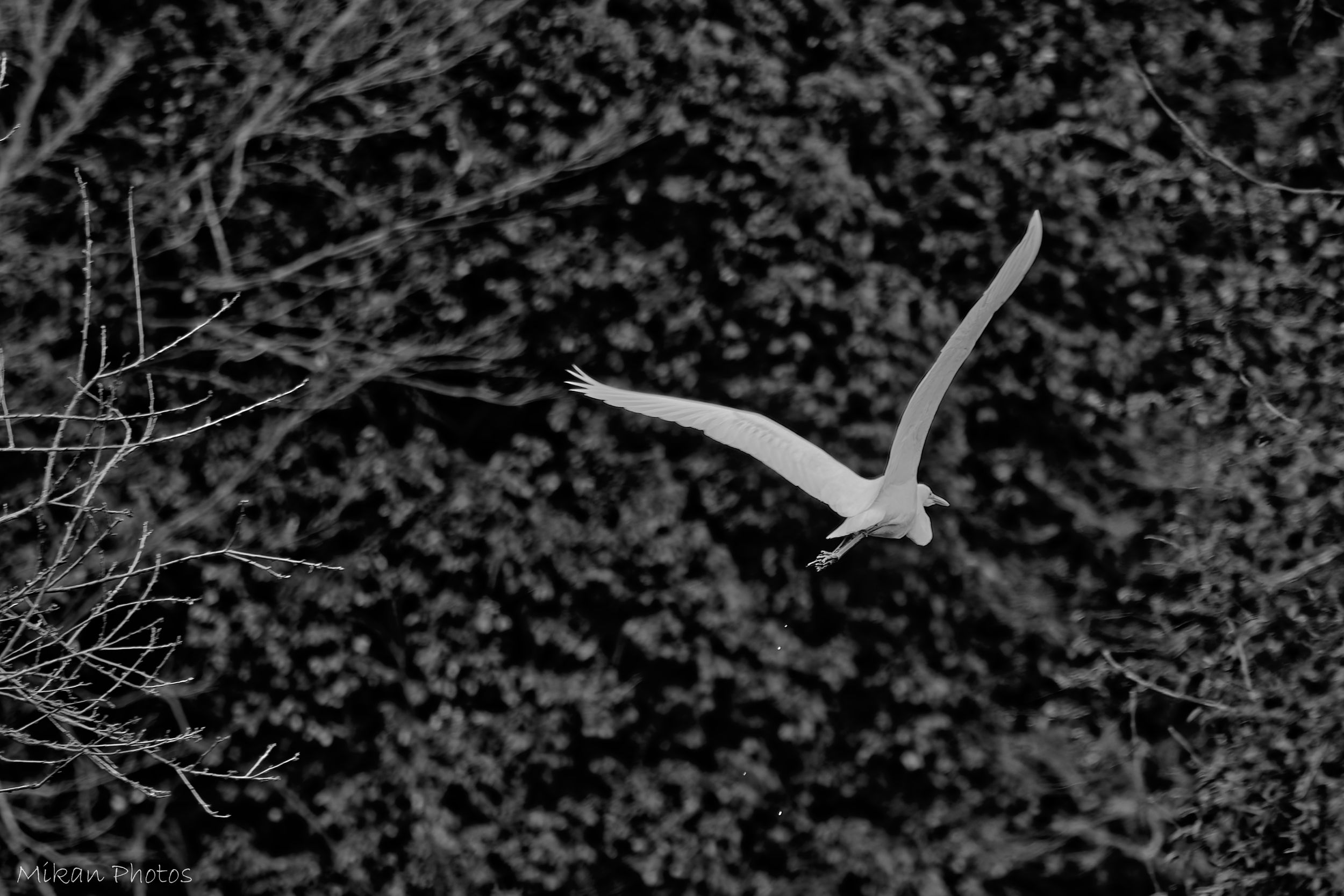 A flying white shadow by mikan_photos on YouPic
