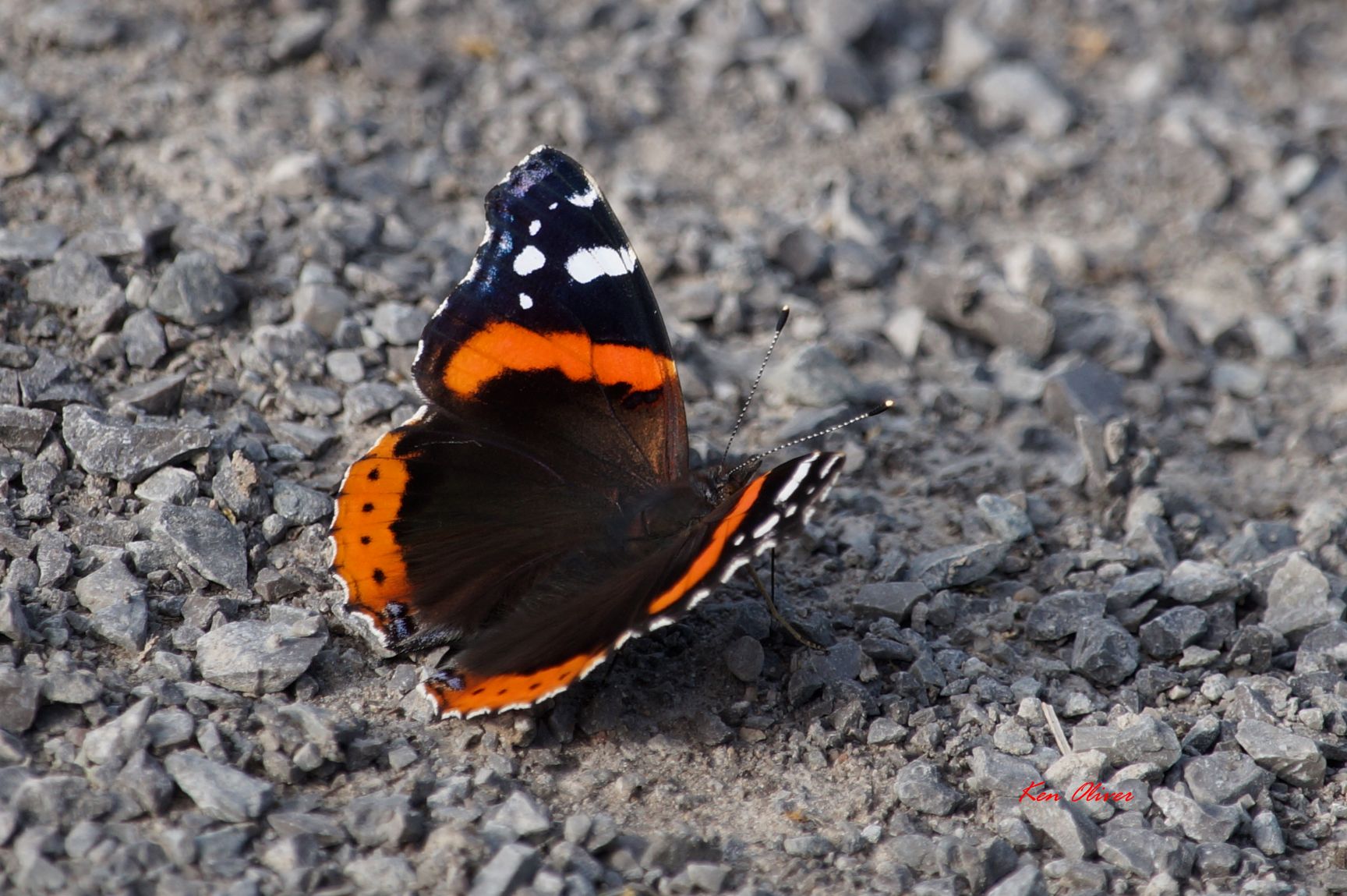 Color Bright by Ken Oliver on YouPic