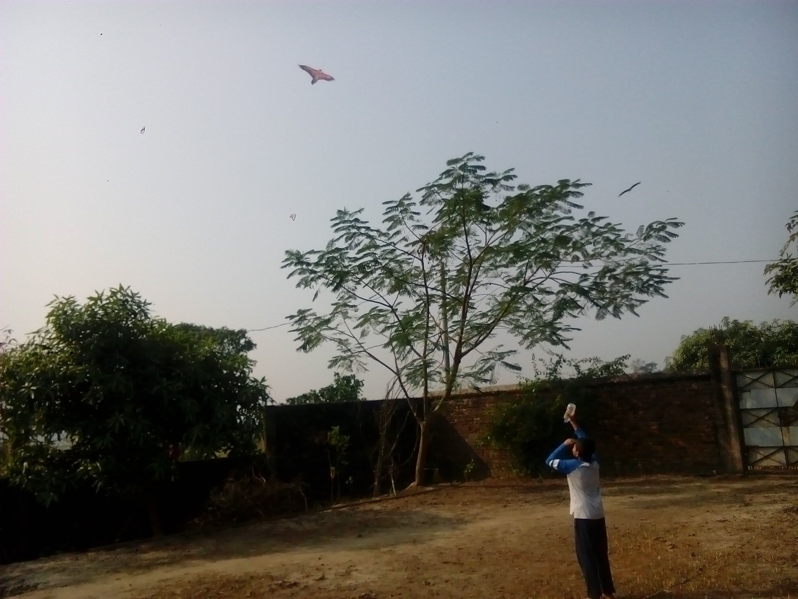 Real kite versus artificial kite by Momtaz Kabir on YouPic