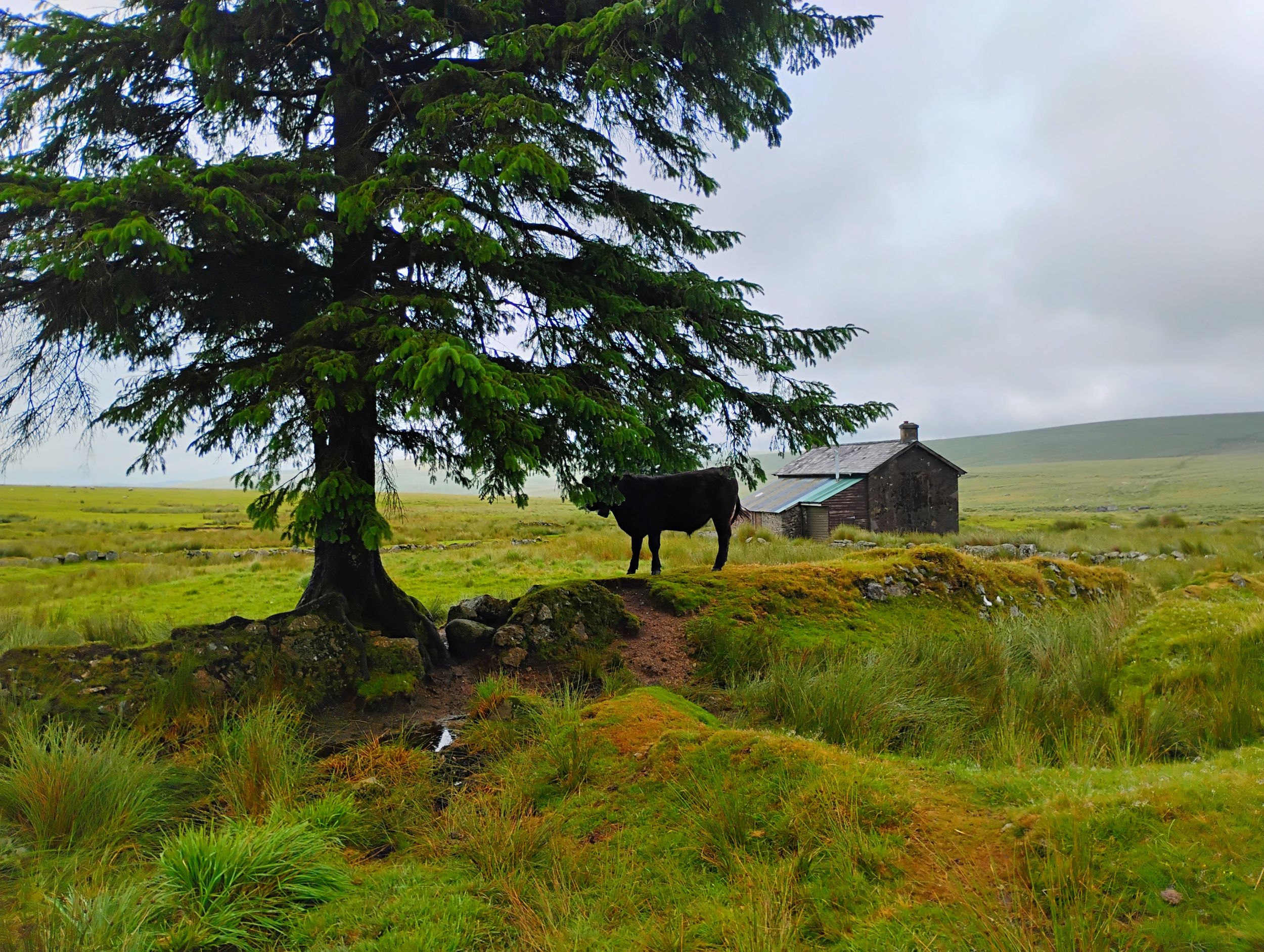 Cow on a Hill 2025 by artist remraf on YouPic