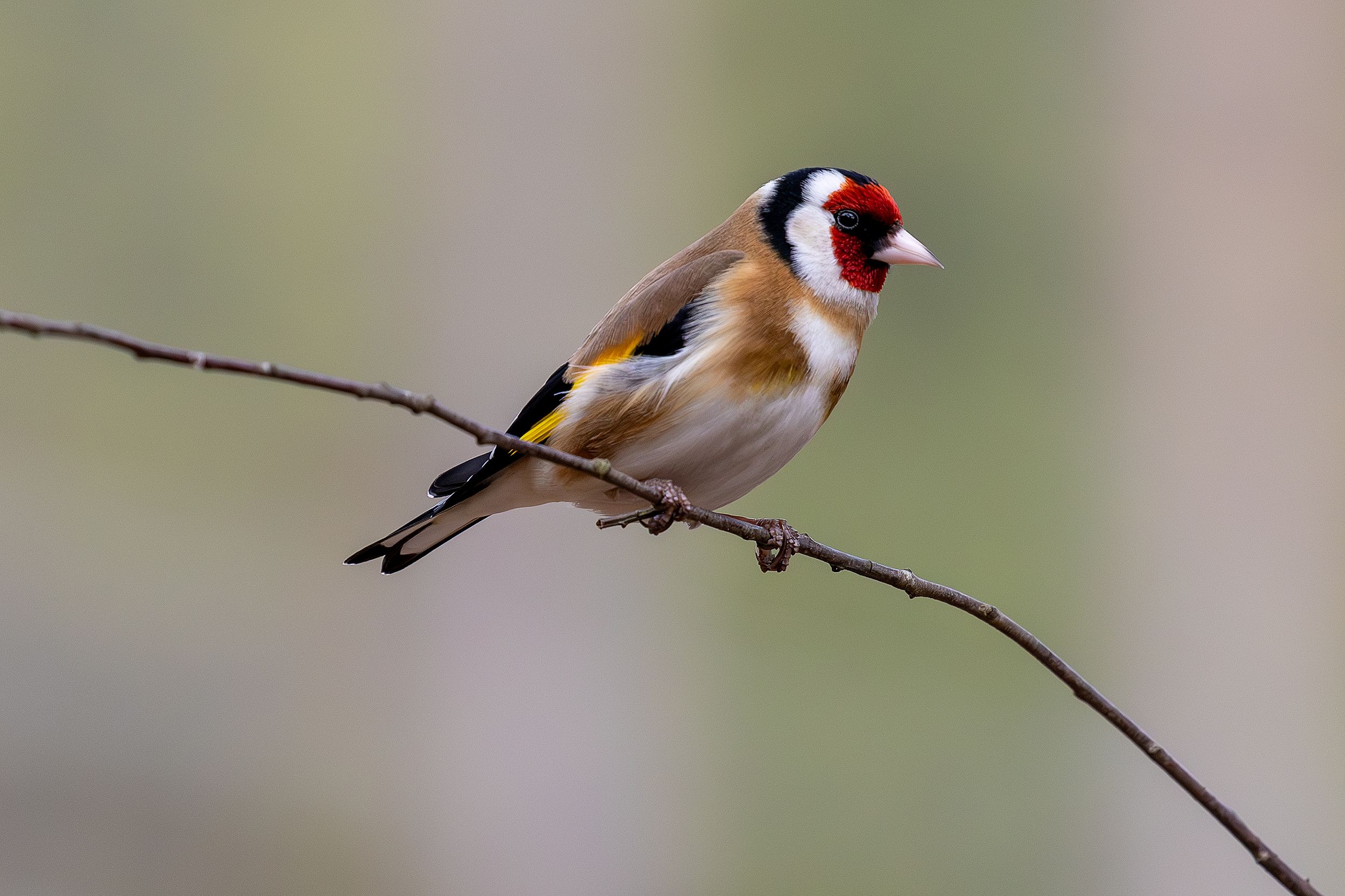 Goldfinch by Ragnar Nyberg on YouPic