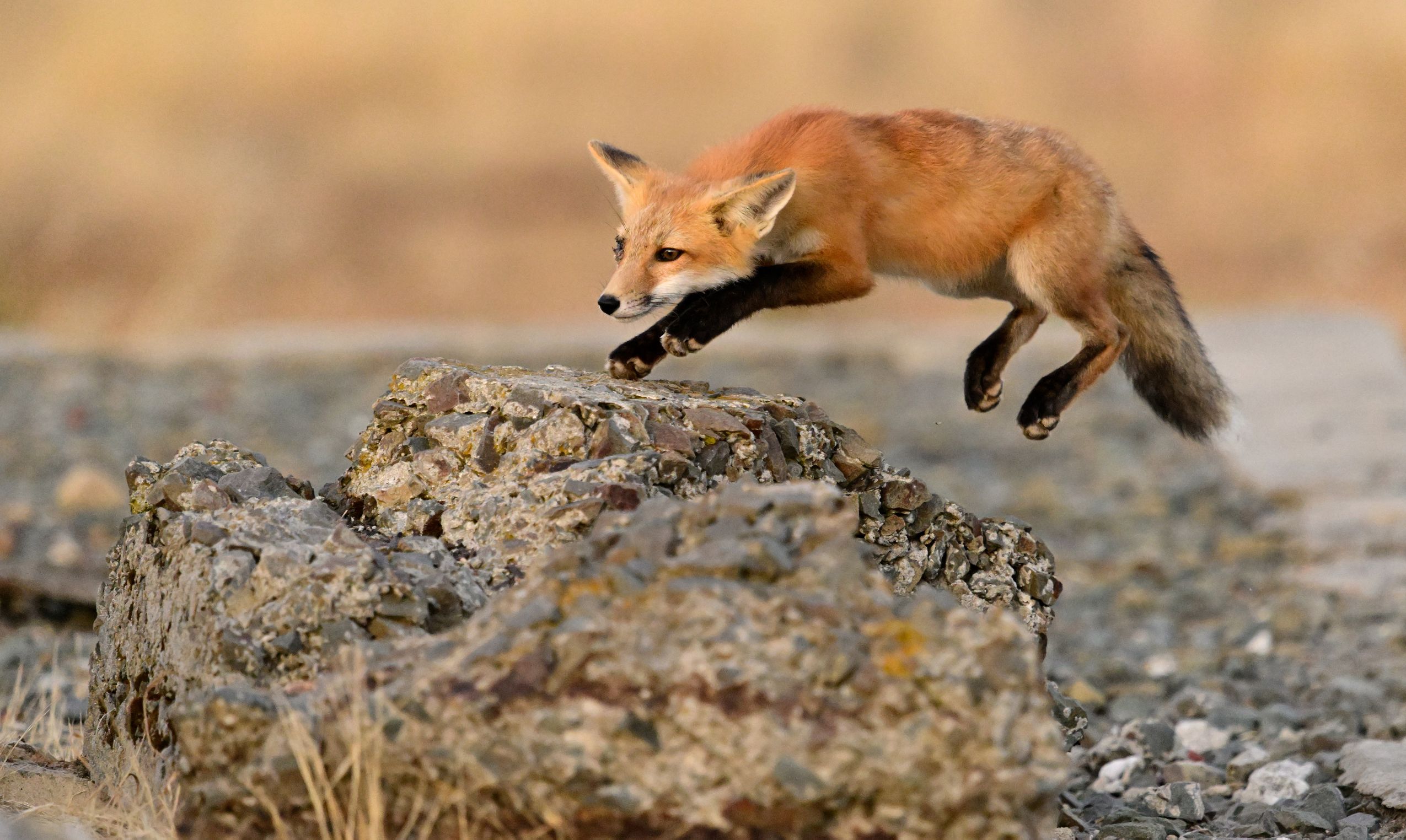 Juvenile red fox jumping by Kenneth Wong on YouPic