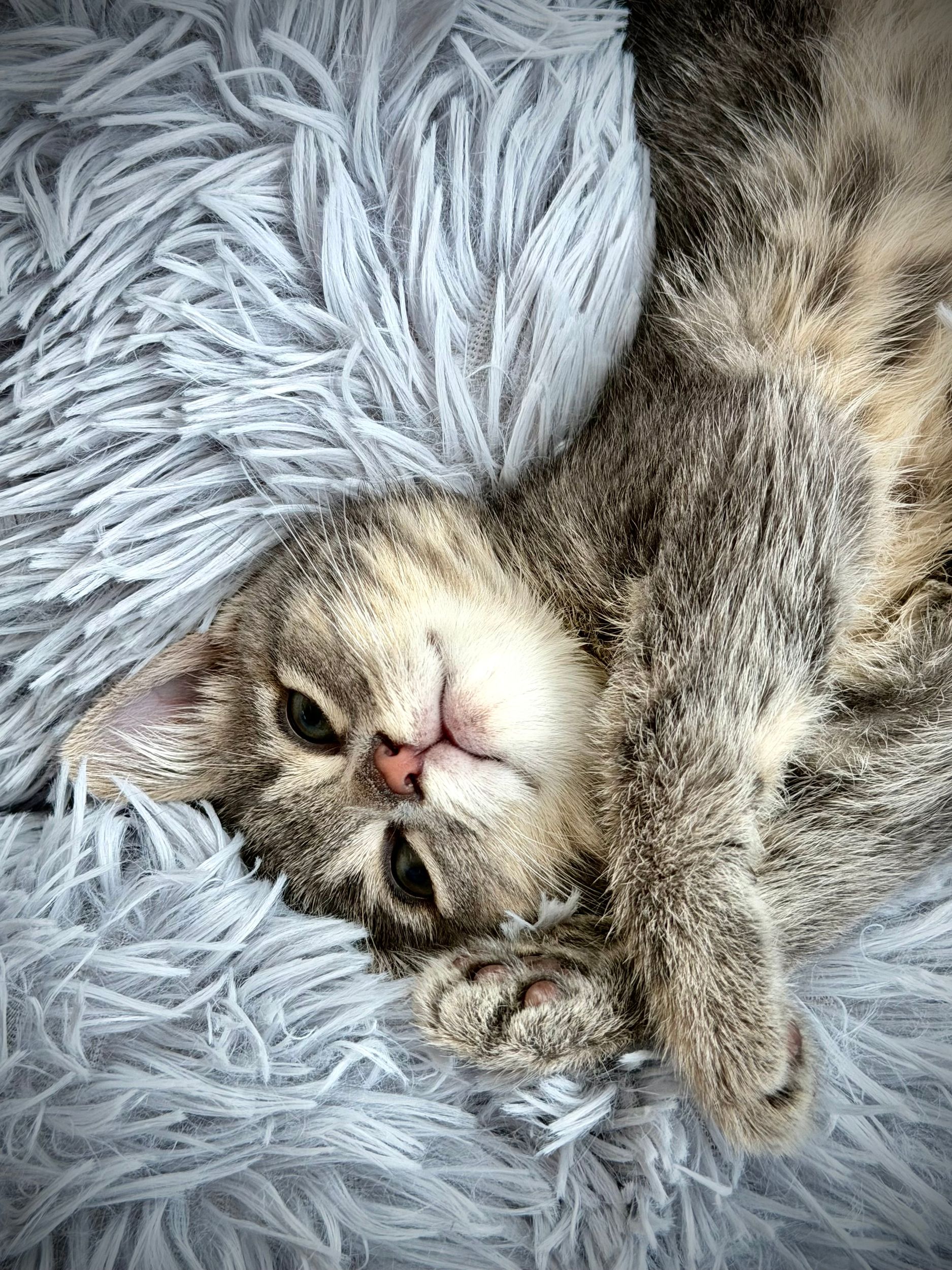 Cat Nap by Jeffrey Roe on YouPic