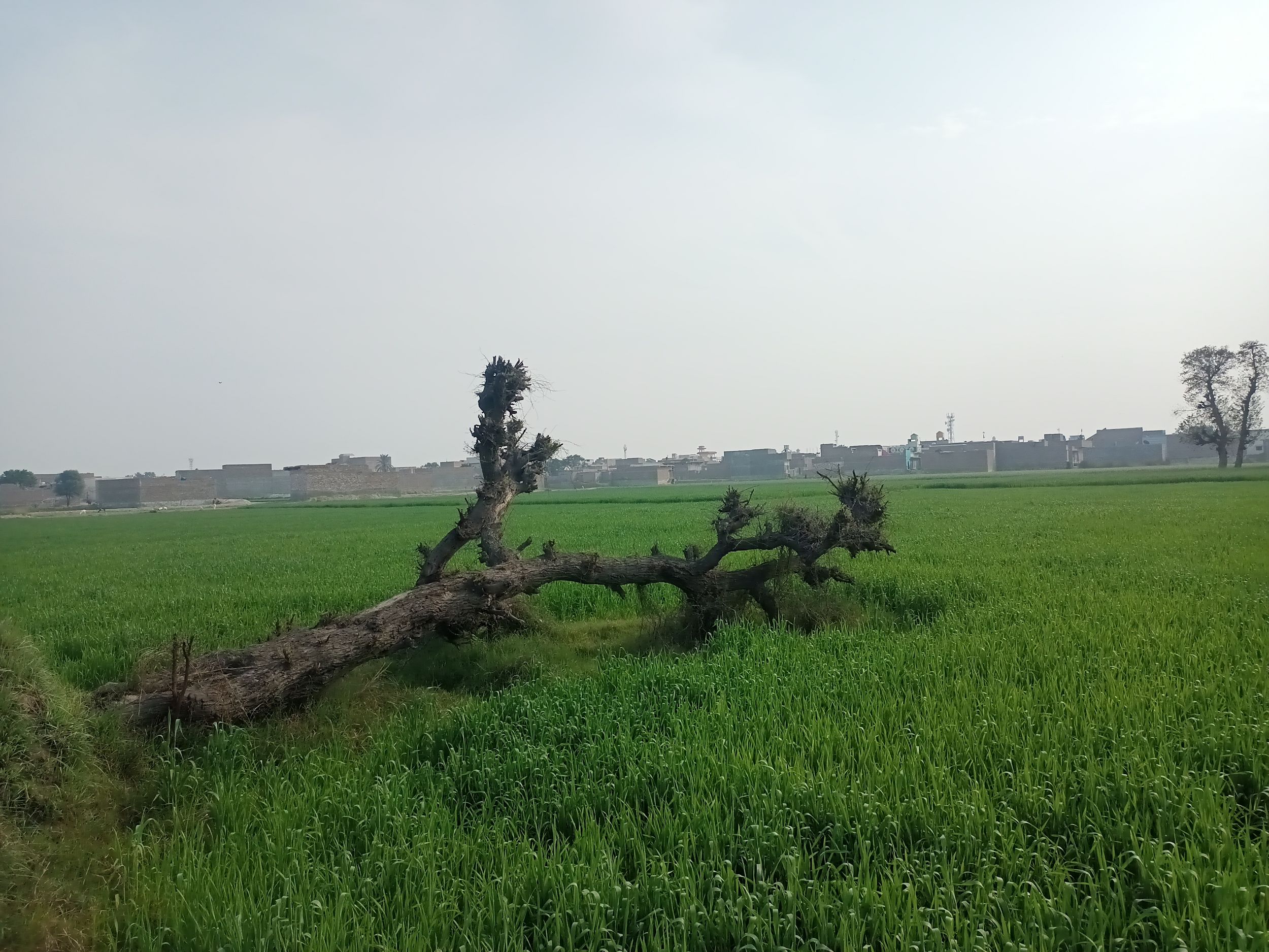 sleeping tree by Imran Soomro on YouPic