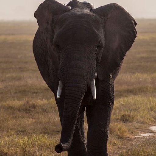 YouPic profile picture for @elephant
