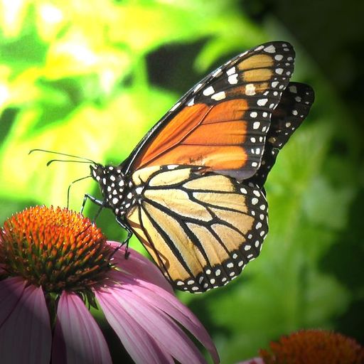 YouPic profile picture for @monarch
